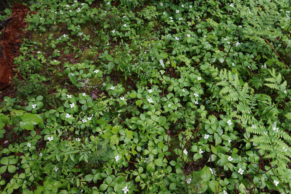 The white blooms of the bunchberry stood out in the dim light and the green of the leaves.