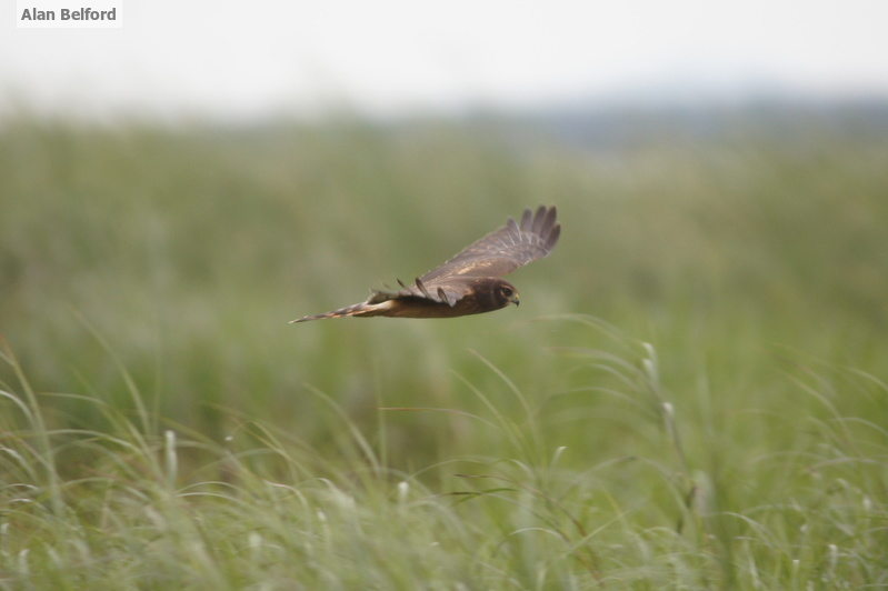 I spotted a Northern Harrier hunting over the bog mat, just as the bird in this photo is hunting over a marsh.