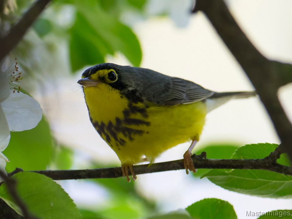 We had a few Canada Warblers as we walked. Image courtesy of MasterImages.org.