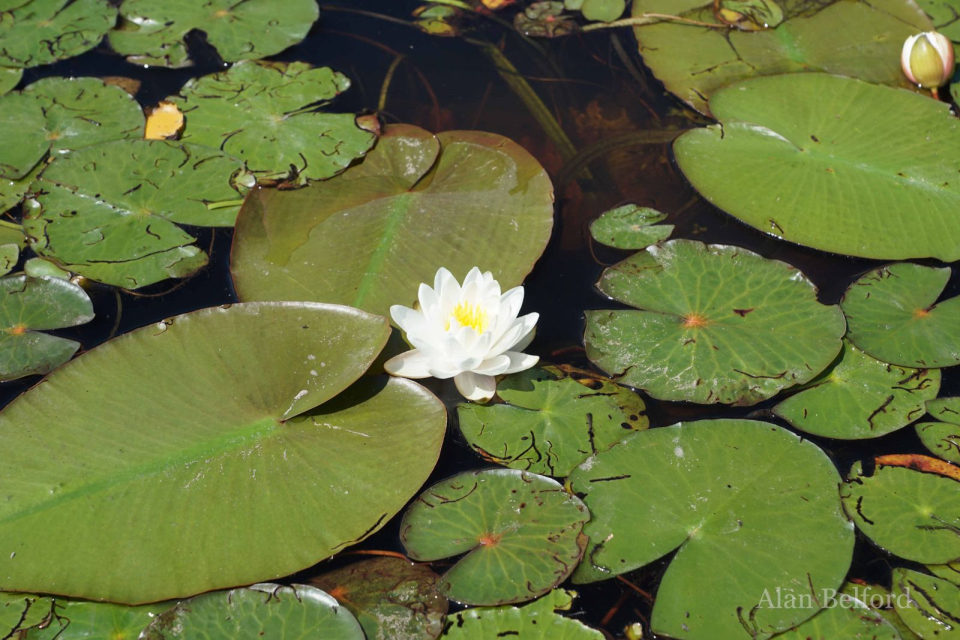 Sweet-scented water lilies covered the edges of the Flow in places with their white blooms!