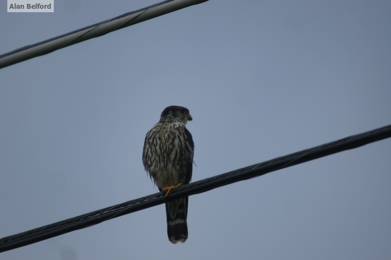 I spotted a Merlin not long after we set off.