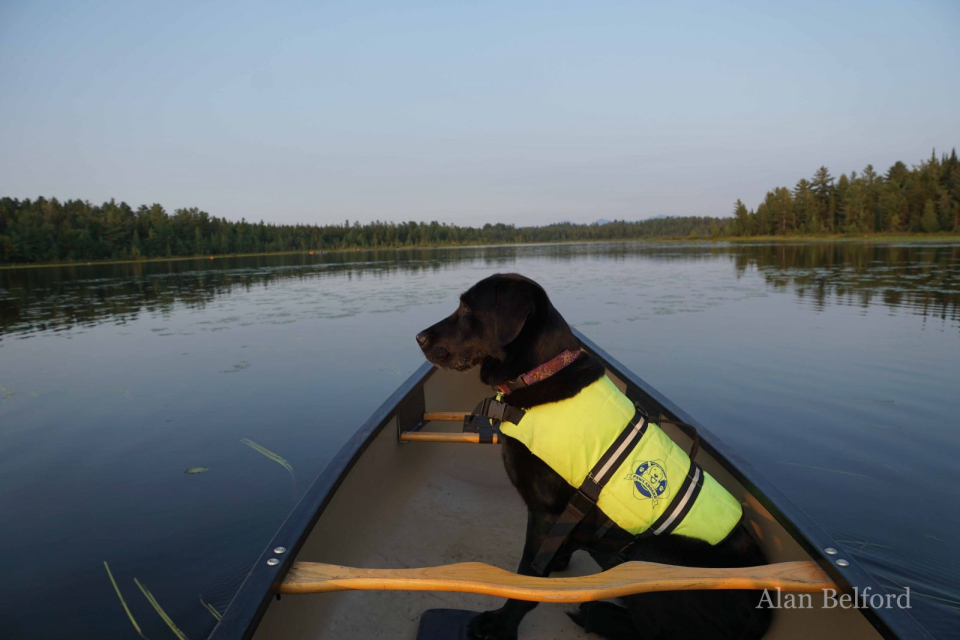 Wren watches the shoreline and scenery for whatever she can find - including coyotes.