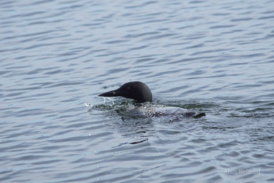 The calls of a Common Loon in the middle of the pond echoed across the landscape.