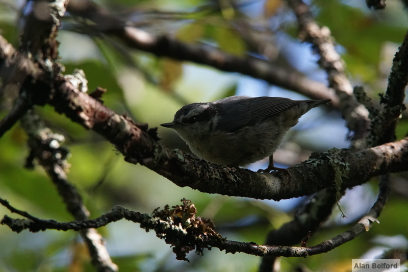 A few Red-breasted Nuthatches called from the trees along the shoreline.