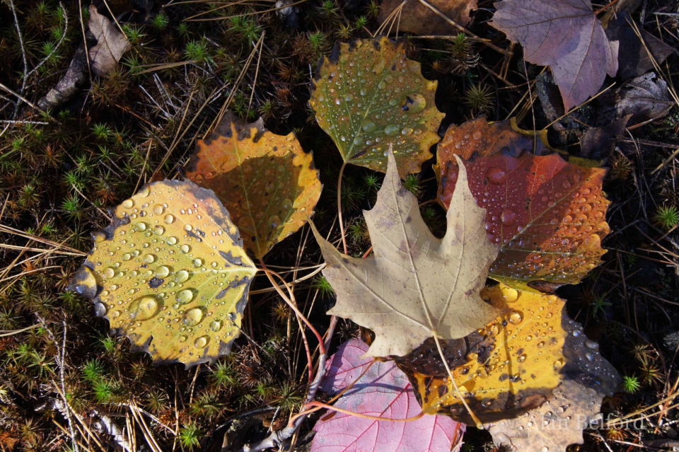 Big-toothed aspen and sugar maple leaves litter the ground along Lake Colby.