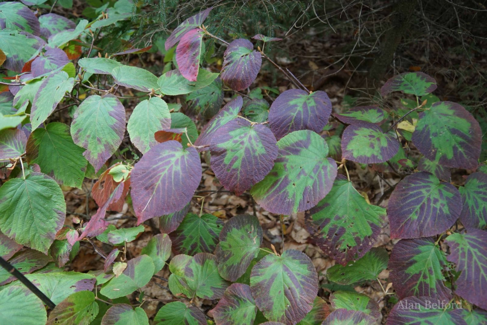 The hobblebush was turning purple all along the trail.