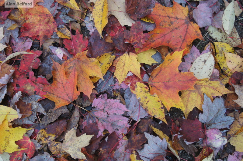 Fall colors are just one reason why this is an amazing time of year.