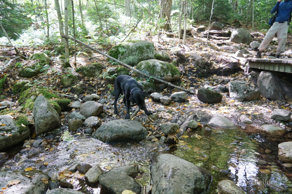 Wren finds a stick she wants to chew while we rest by the brook before the climb.