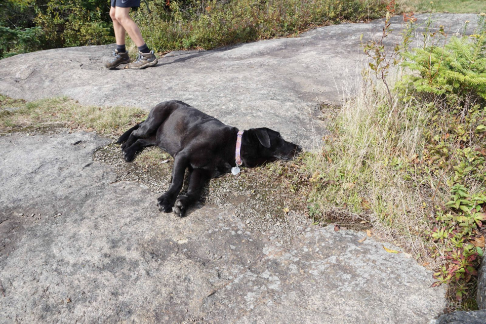 I think we all would have been happy to rest on the summit for a while, but we began the hike back down the mountain.