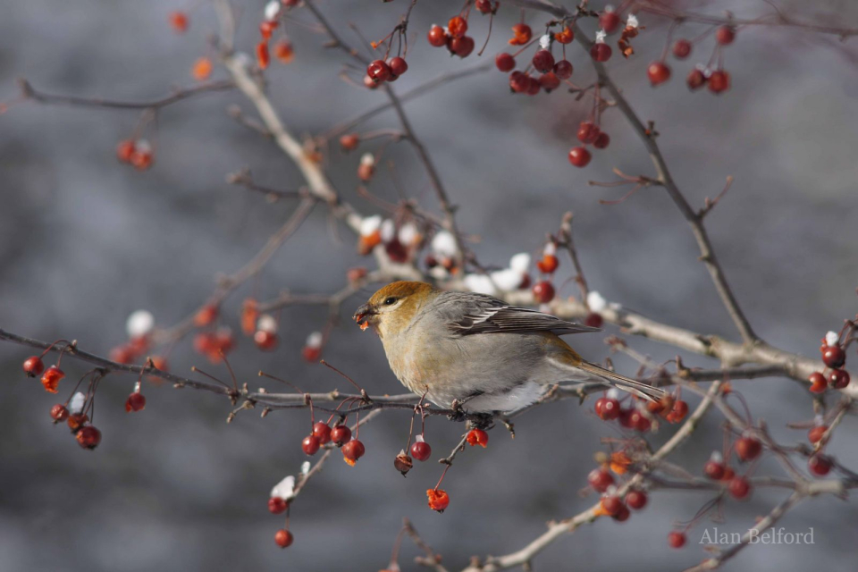 I found a flock of 15 Pine Grosbeaks - including this bird - feeding along Kiwassa Road in Saranac Lake.