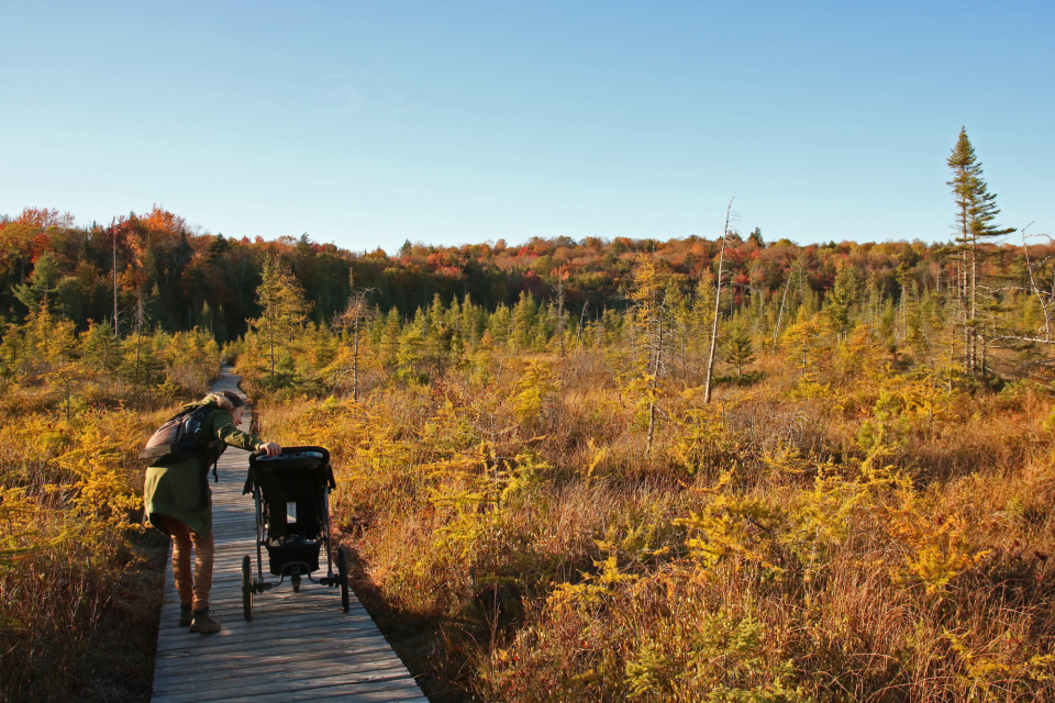 A woman and a children's stroller on a trail with fall scenery.