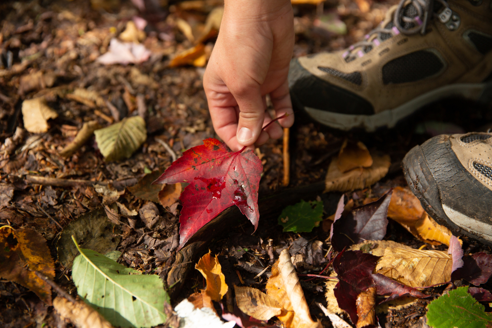 Someone picking up a bright red leaf off the ground