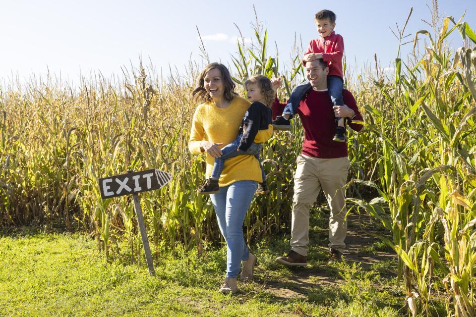 A family walks through a corn maze.