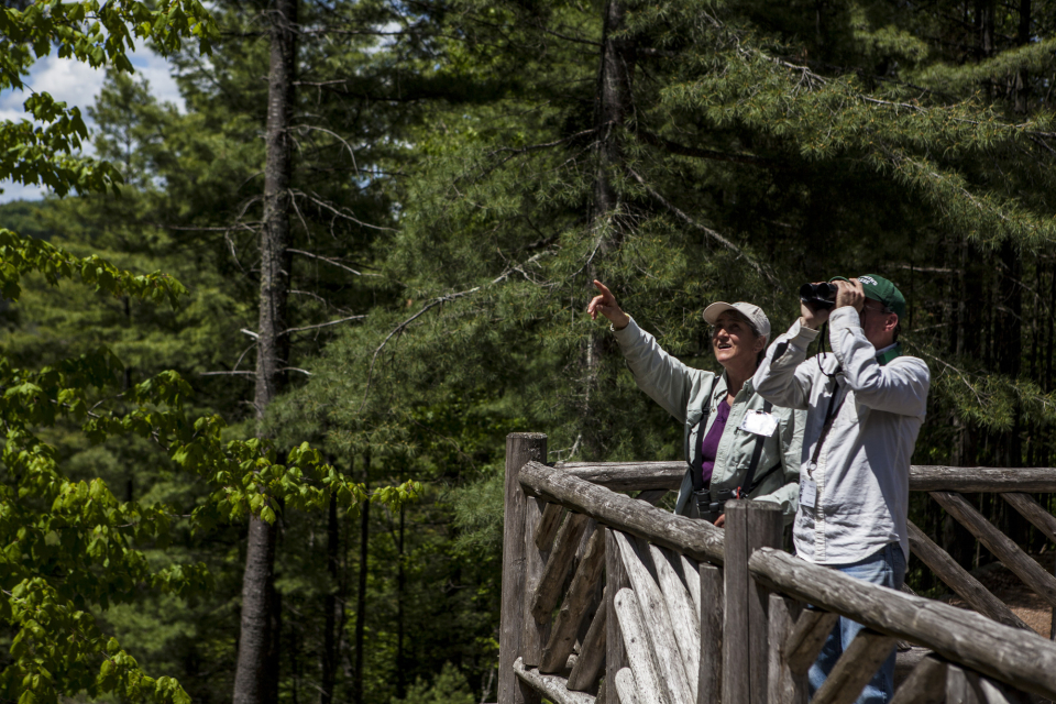 A man and woman look up at the trees with binoculars.