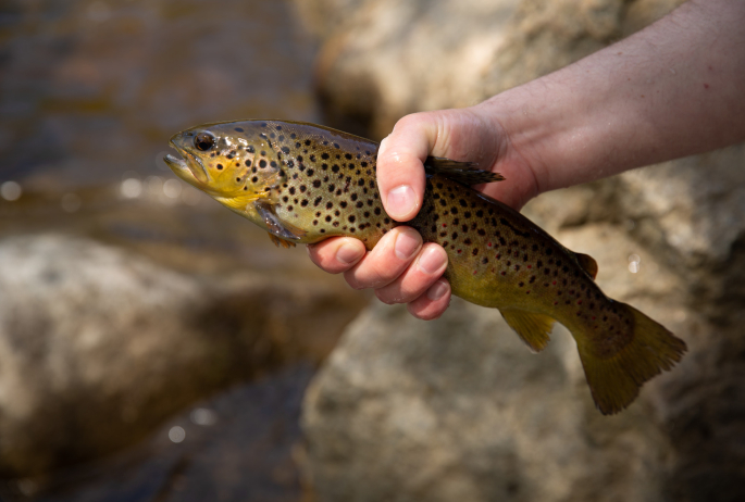 Close-up of a person holding a freshly-caught trout.