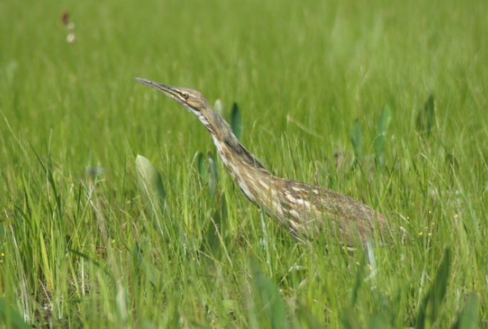 American bittern