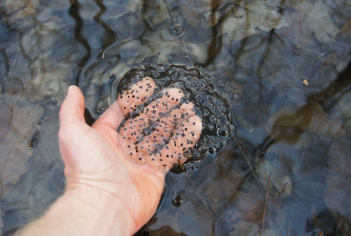 wood frog eggs