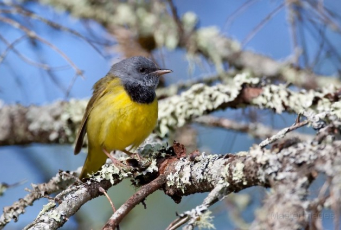 mourning warbler - Larry