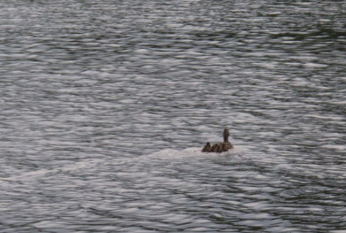 Mother and six ducklings