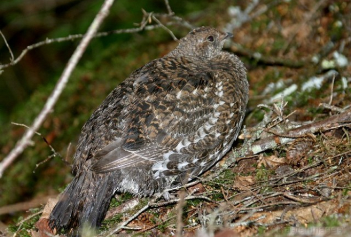 female spruce grouse - Larry