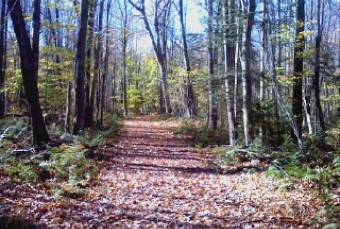 Walking the trails in the fall