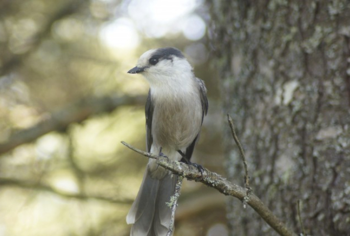 gray jay - Bloomingdale bog