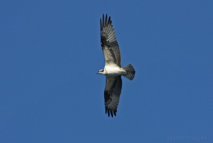 osprey - Larry