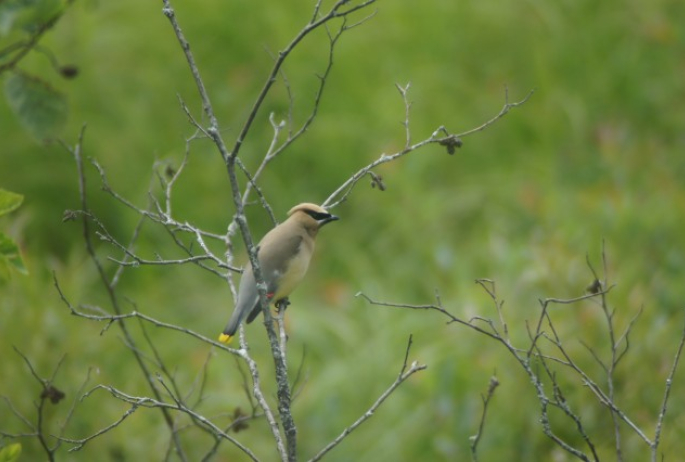 cedar waxwing - Blue Mt Road