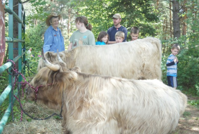 Highland cattle