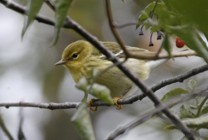 blackpoll warbler - fall