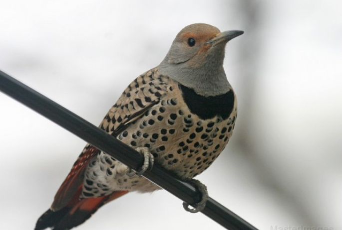 northern flicker - Larry