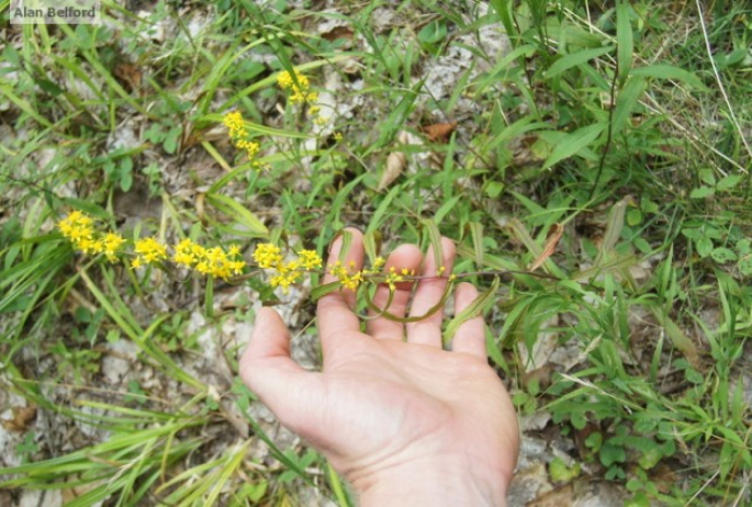 blue-stemmed goldenrod