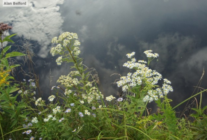 flat-topped asters