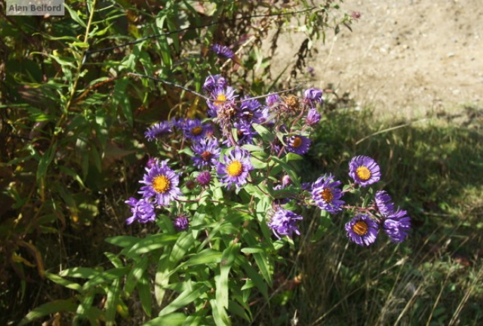 new england aster