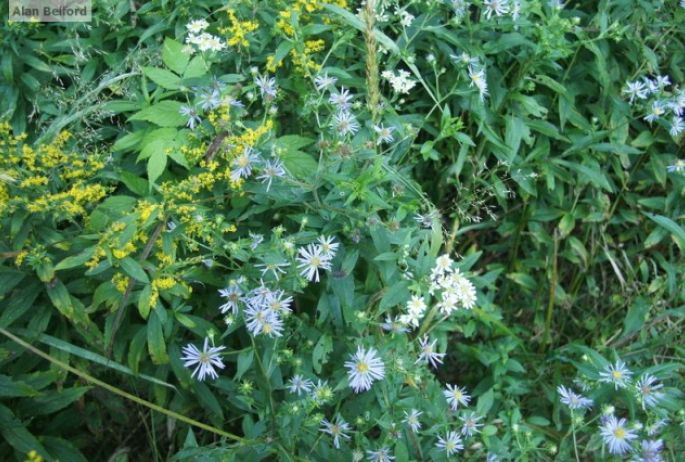 New York asters