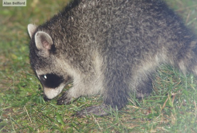 baby raccoon