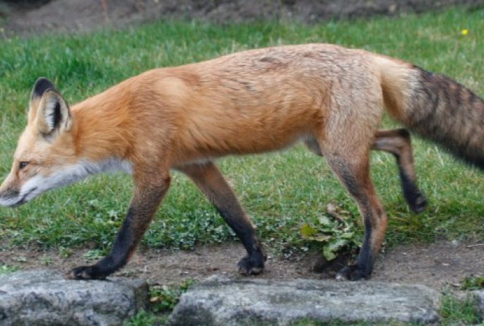 red fox - Larry