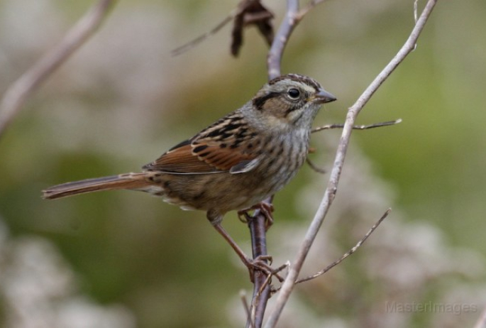 swamp sparrow - Larry