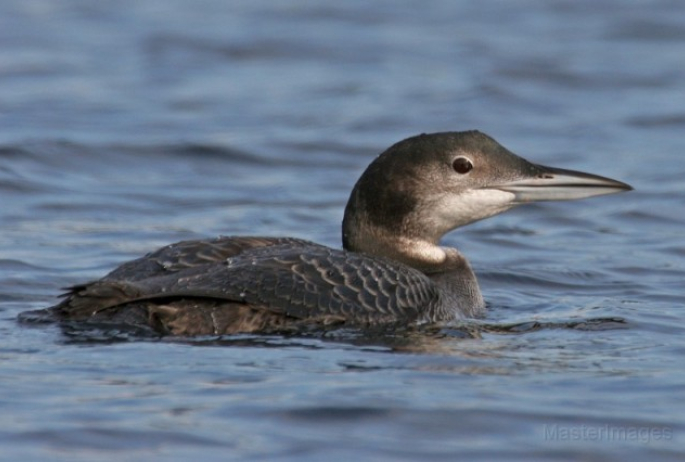 common loon - Larry