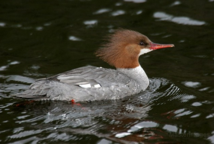 common merganser - Larry