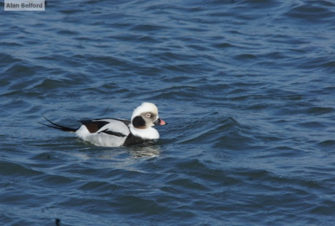 Long-tailed Duck