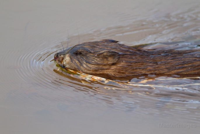 muskrat - Larry