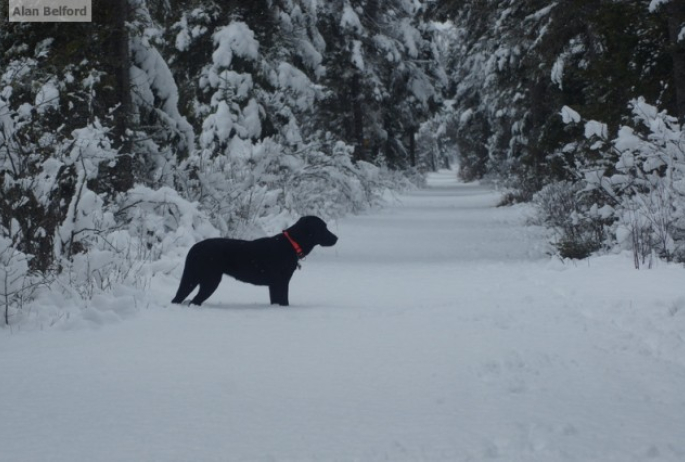 Wren - trail snow