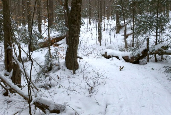 squirrel on snowy trail