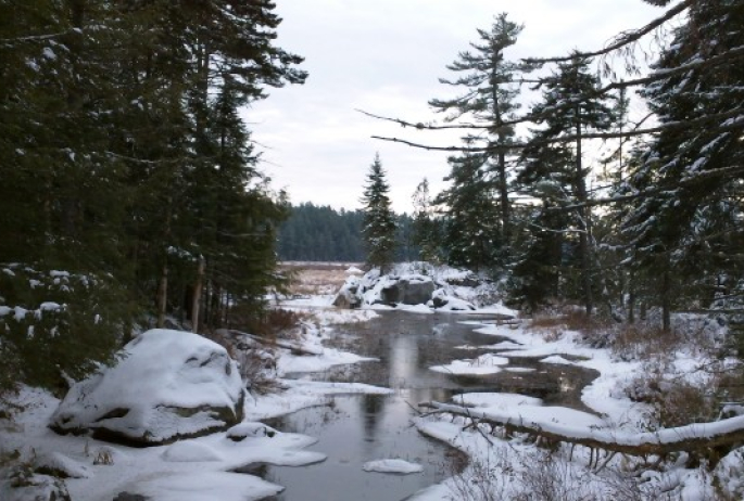 frozen brook in a marsh