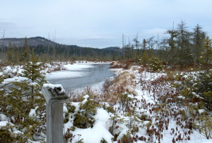 stream in frozen marsh