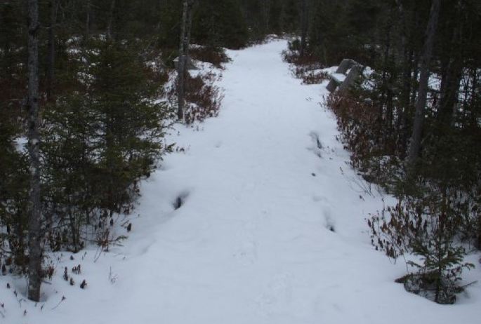 Trail through the marsh