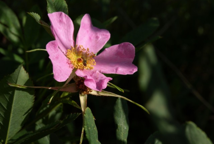 Wildflowers