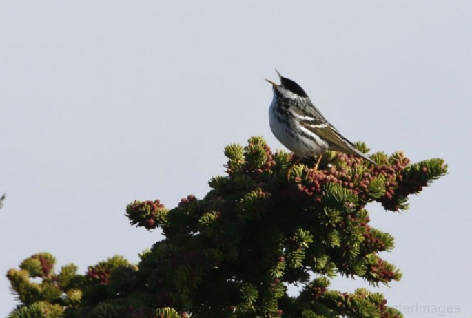 Blackpoll Warbler - Larry