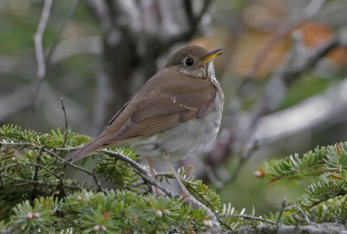 Bicknell's thrush - larry